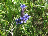 Blue Gentian